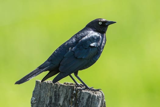 A bark black Brewer's Blackbird (euphagus cyanocephalus) is perched on a post in north Idaho.