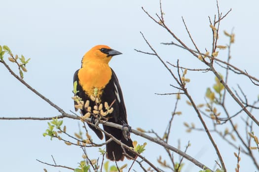 A male yellow headed blackbird (xanthocephalus) is perched on a branch in Hauser, Idaho.