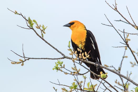 A male yellow headed blackbird (xanthocephalus) is perched on a branch in Hauser, Idaho.