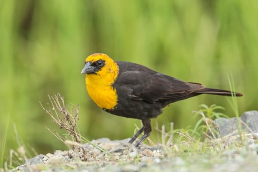 A male yellow headed blackbird (xanthocephalus) is on the ground in Hauser, Idaho.