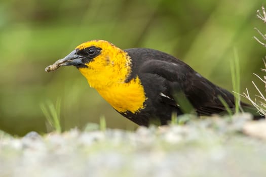 A male yellow headed blackbird (xanthocephalus) has a worm or grub in its beak in Hauser, Idaho.