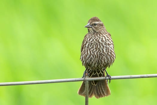 Song sparrow (melospiza melodia) perched on a wire fence by Hauser Lake, Idaho.