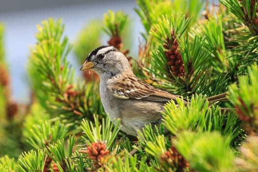 A white crowned sparrow, zonotrichia leucophrys, is perched on a plant in Seaside, Oregon.