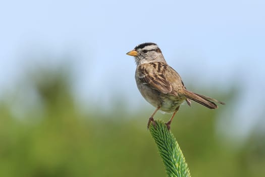 A white crowned sparrow, zonotrichia leucophrys, is perched on a plant in Seaside, Oregon.