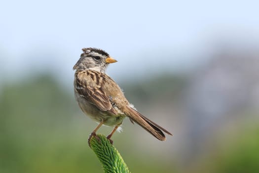 A white crowned sparrow, zonotrichia leucophrys, is perched on a plant in Seaside, Oregon.