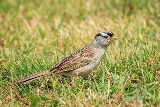 A white crowned sparrow, zonotrichia leucophrys, is walking on the ground in Seaside, Oregon.