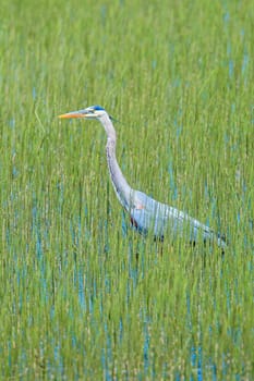 A great blue heron wades in water and grass at Wolf Lodge Bay area near Coeur d'Alene, Idaho