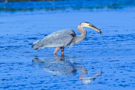 A great blue heron, ardea herodias, catches a fishin Garibaldi Bay in northwest Oregon.