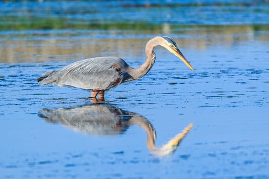 Great blue heron, ardea herodias, stands still wating to catch fish in Garibaldi, Oregon.