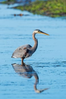 Great blue heron, ardea herodias, wades in the water at Garibaldi, Oregon.