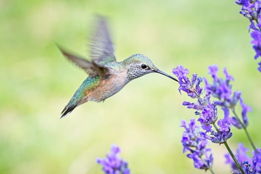 A female calliope hummingbird, selasphorus calliope, starts to drink the nectar from a lavendar flower.