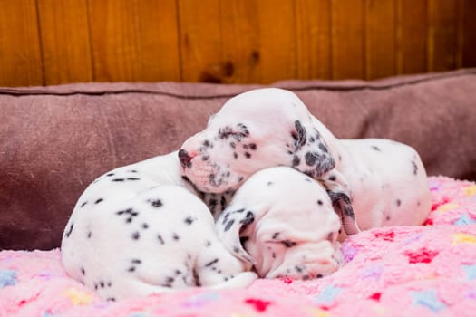 Cute, little baby Dalmatian puppy dog