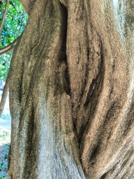 trunk and hollow of old tree, texture green nature plants summer, botany, botanical garden flora. High quality photo