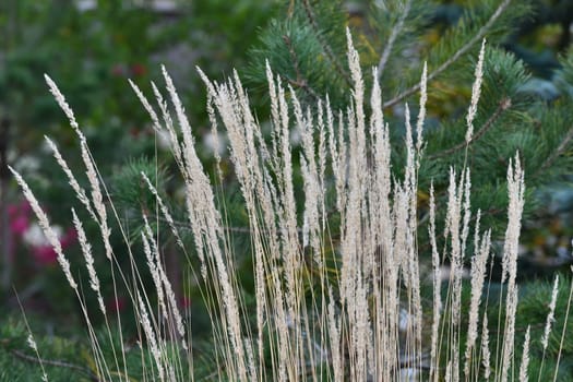 Calamagrostis epigejos - perennial steppe cereal plant in an landscape design