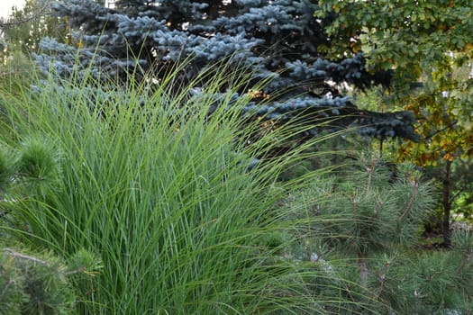 Ornamental grass and conifers in the landscape design