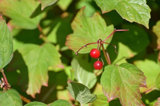 Viburnum branches and berries in an autumn