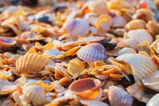 sand texture on the beach. Seashells background, lots of amazing shells, finely pierced shells creating a beach shoreline.