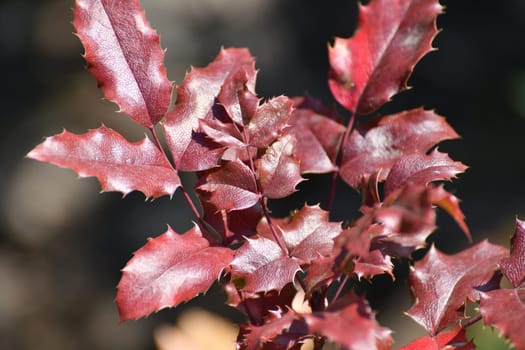 Mahonia aquifolia - Ornamental shrub with red leaves in an autumn