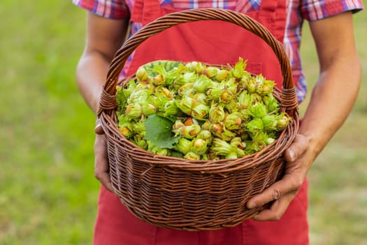 Close-up of man farmer hands shows good harvest of raw hazelnuts holding a full basket in garden. Hazel trees. Agronomist gardener growing ripe nuts on field. Healthy natural food, ecologic products