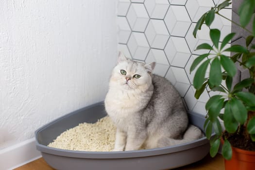 white cat sitting in a plastic corner tray , with a light clumping natural filler, look at camera. Close up