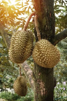 Thai durian fruits on durian tree in the orchard. Regarded by many people in southeast asia as the king of fruits.