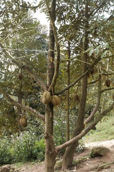 Thai durian fruits on durian tree in the orchard. Regarded by many people in southeast asia as the king of fruits.