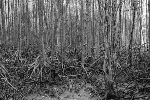 abstract mangrove roots at Ban Hua Khod Mangrove Forest Boardwalk, Rayong, Thailand. Thai peoples also called "Toong Prong Tong", golden mangrove field.