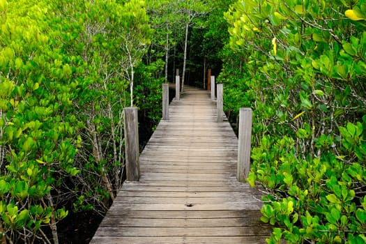 Boardwalk at Ban Hua Khod Mangrove Forest in Rayong, Thailand. Thai peoples also called "Toong Prong Tong", golden mangrove field.