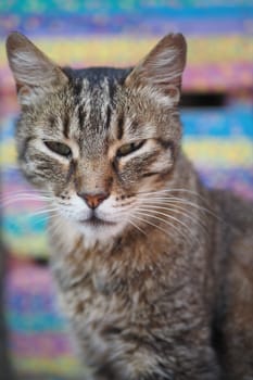 gray cat looking around outdoor ,