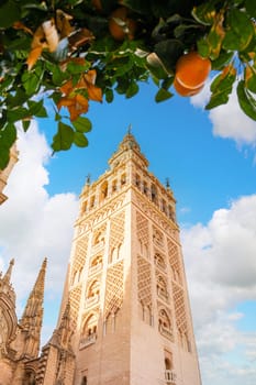 Giralda Tower in Seville Cathedral, with the branches of an orange tree in the foreground. Spain, vertical shot