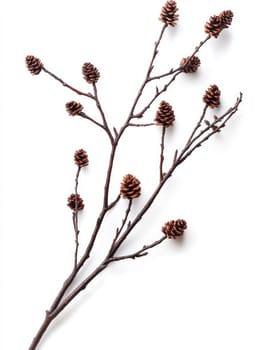 Winter nature design with pine cones and branches for seasonal decorations or craft projects.