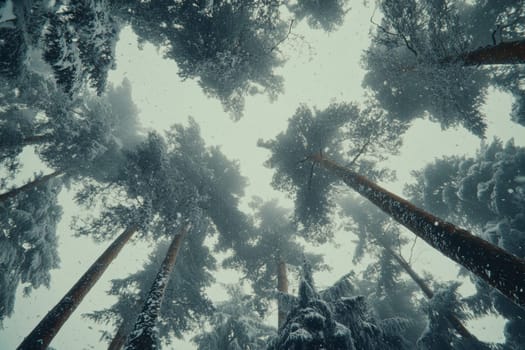 Bottom up view of tree tops in winter forest. High quality photo