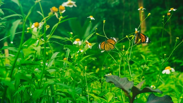 Summer mood background. Energy of Magic wild flora and fauna. Flowers, grass, butterflies.
