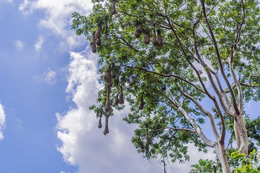 Bird nests of Montezuma Oropendola hanging from tree branches against a cloudy sky. Nature, wildlife, and habitat concept.