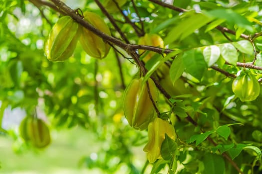 Carambola, also known as star fruit. Star fruits growing on a tree. Tropical nature, agriculture, and organic produce concept.