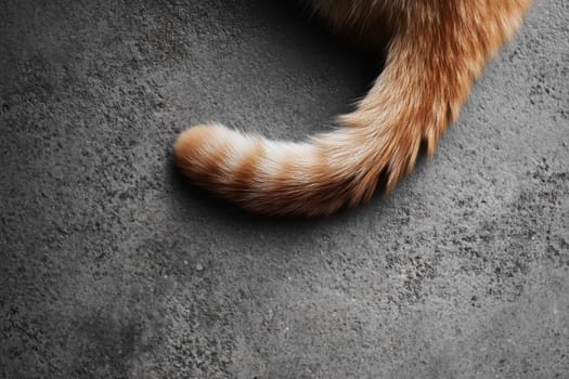 Ginger cat on a gray background, top view. Cat's tail. High quality photo