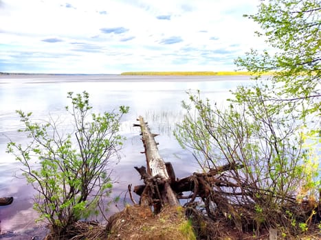 A serene lake surrounded by greenery with a fallen tree extending into the water.