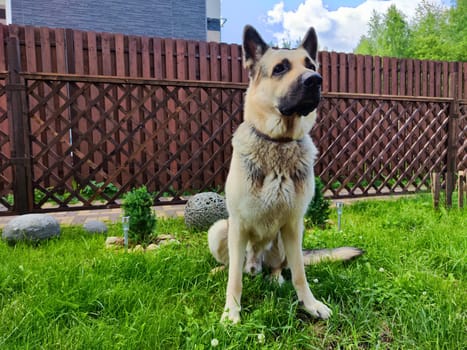 Dog German Shepherd near the fence in yard of the house in summer day. Russian eastern European dog veo