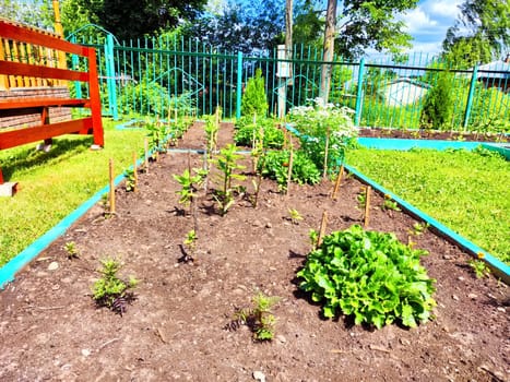 A lush community garden features blooming vegetables and herbs under clear blue sky