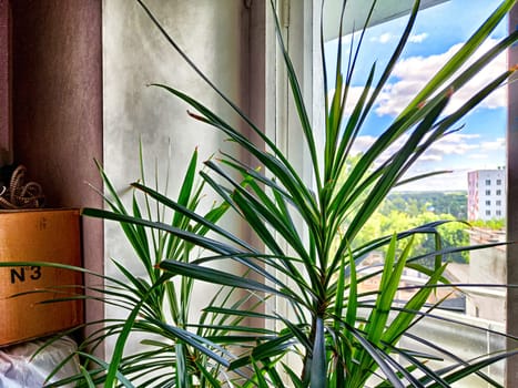 A vibrant dracaena plant is flourishing in a well-lit room, offering beautiful view of the city outside
