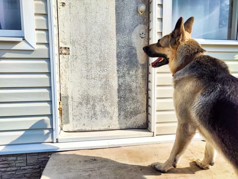 The German Shepherd stands alert by a faded door, eyes fixed ahead as it waits for its owner in a quiet neighborhood.