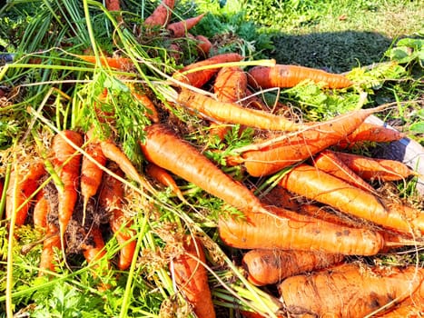 Freshly harvested carrots lie in bunches on the ground, surrounded by green foliage during the autumn season.