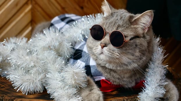Scottish straight cat celebrates holiday eve Happy New Year 2025 and Merry Christmas. Pet in sunglasses is looking at the camera.