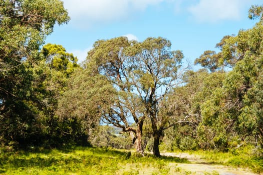 Long Point Circuit Walk as part of the Two Bays Walking Track near Cape Schanck Lighthouse on the Mornington Peninsula in Victoria, Australia