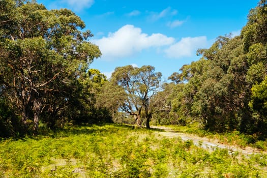 Long Point Circuit Walk as part of the Two Bays Walking Track near Cape Schanck Lighthouse on the Mornington Peninsula in Victoria, Australia