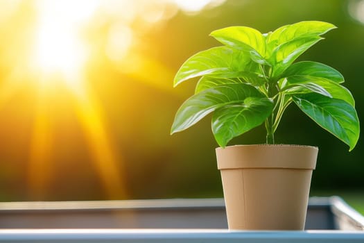 vibrant potted plant basking in sunlight, symbolizing growth and vitality.