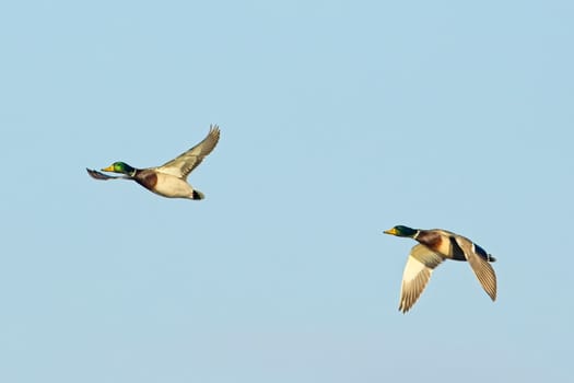 Two male mallard ducks flying together up in the blue sky near Liberty Lake, Washington.