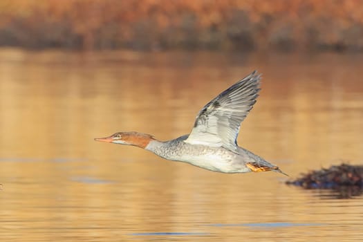 A female common merganser flies just above the small pond near Liberty Lake, Washington.