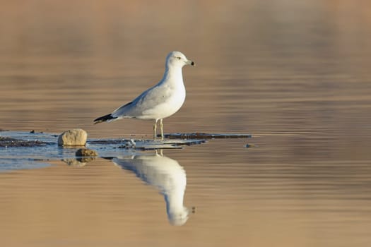 A common seagull stands at the edge of a pond casting its reflection in the calm water near Liberty Lake, Washington.