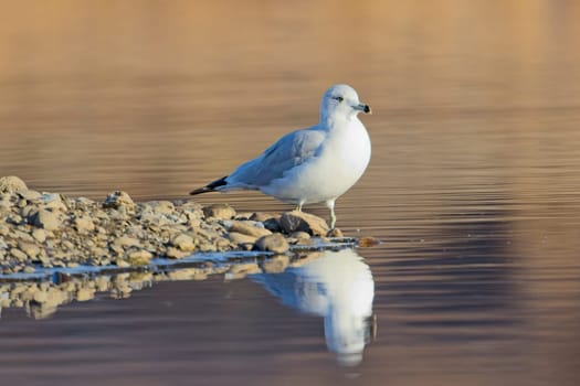 A common seagull stands at the edge of a pond casting its reflection in the calm water near Liberty Lake, Washington.